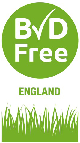 bvdlogo